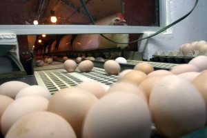 Maior empresa avícola de Cabo Verde interrompe produção após tempestade em Portugal