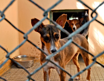 Mais de 9.000 mordeduras por cães e 14 mortes por raiva em Moçambique em seis meses
