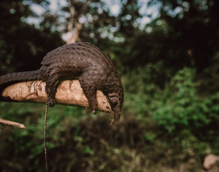 Parque moçambicano da Gorongosa recuperou 160 pangolins no mercado ilegal