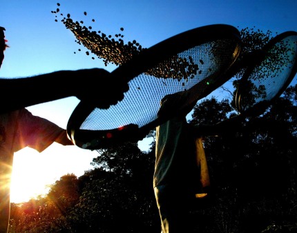 Exportações de café do Brasil em janeiro caem 30,8% para 2,78 milhões de sacas