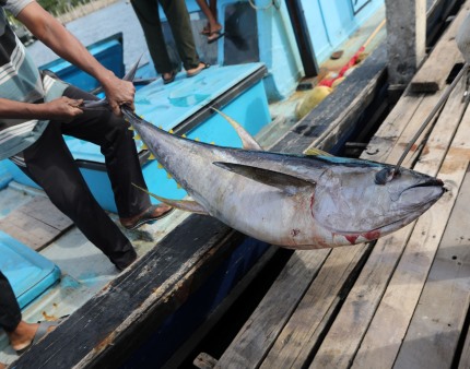 Agência europeia das Pescas vai coordenar controlo da campanha de atum-rabilho