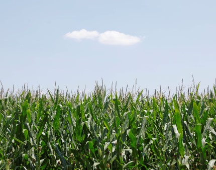 Angola ainda importa milho apesar de ter aumentado produção do cereal - Governo