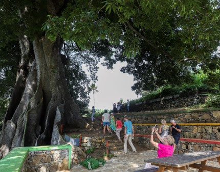 Fora das praias, a maior árvore de Cabo Verde atrai cada vez mais turistas