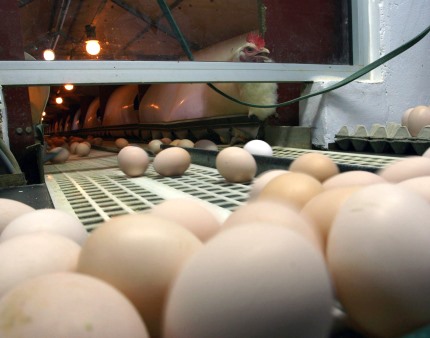 Maior empresa avícola de Cabo Verde interrompe produção após tempestade em Portugal