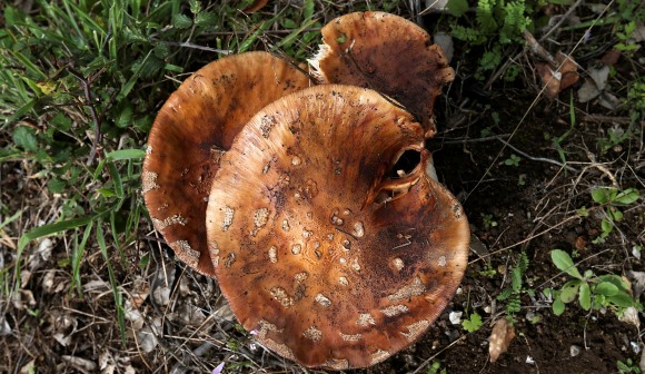 Cuga assume que a dispensa de trabalhadores é uma consequência que não desejava