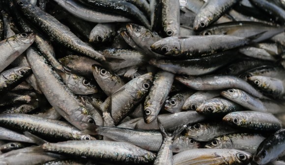 Pesca da sardinha reabre quinta-feira mas com limites