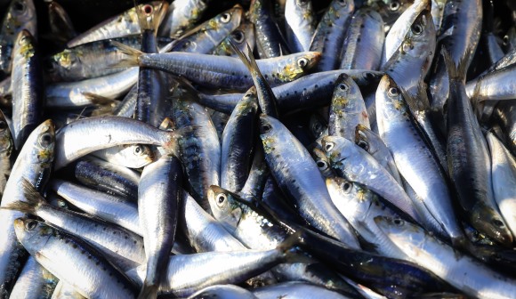 Mais de 130 mil visitantes esperados no 29.º Festival da Sardinha de Portimão
