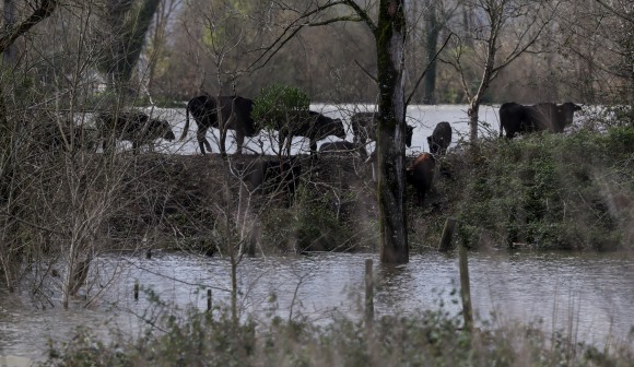 Lisboa e Vale do Tejo com 107,9 ME de prejuízos declarados na agricultura - CCDR